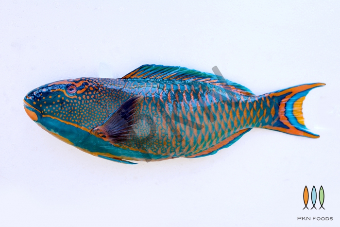 Rivulated Parrotfish