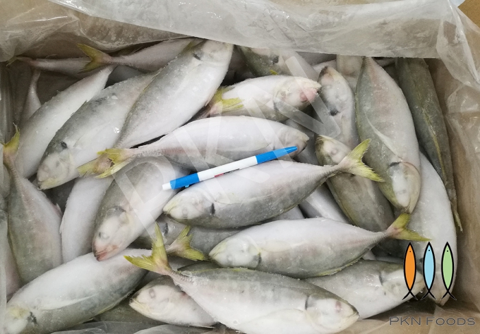 IQF Frozen Yellowtail scad