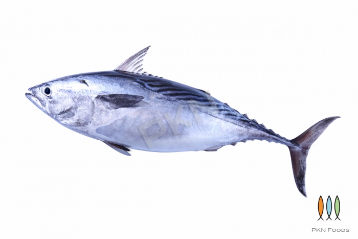 Eastern little tuna