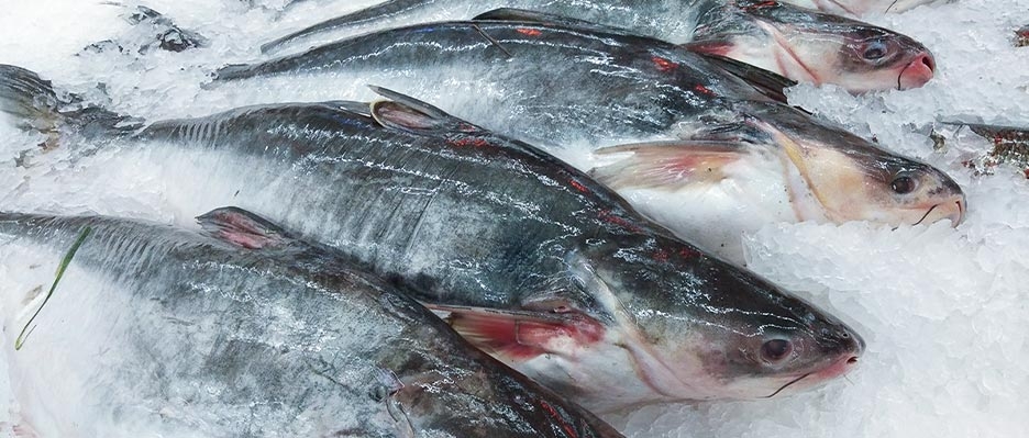 The average export price of Vietnamese pangasius increased slightly in February 2024