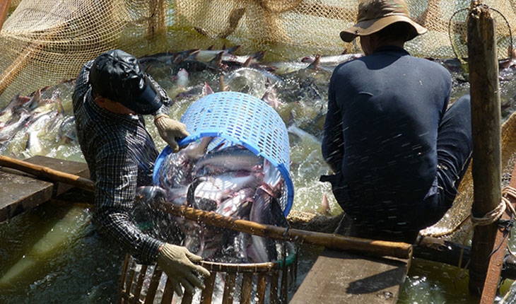 HARD TO FIND BUYERS OF VIETNAMESE PANGASIUS