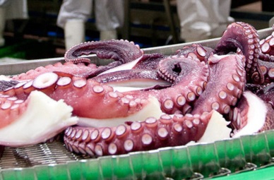 RISE IN VIETNAMESE CEPHALOPOD EXPORTS TO THE US
