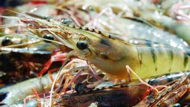 SHRIMP EXPORTS LEVELLED OFF IN AUGUST AND SEPTEMBER
