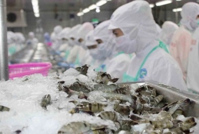 SHRIMP EXPORTS TO CHINA RECOVERED